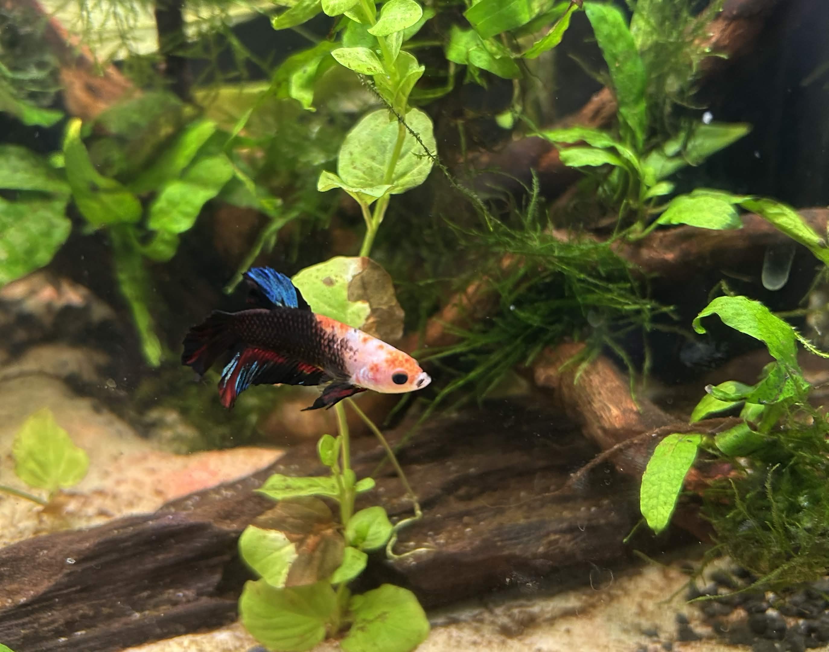 Darwin